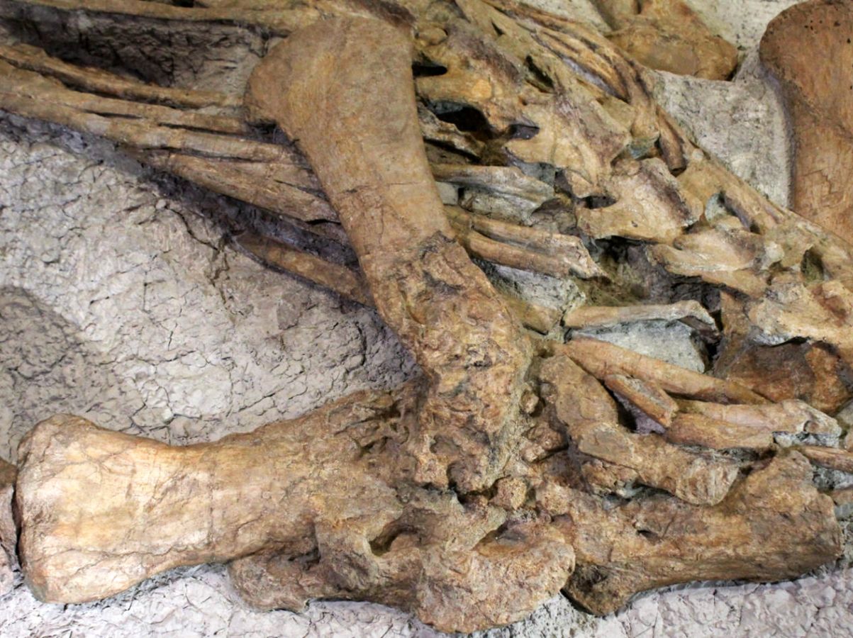The research team identified a severe case of osteomyelitis, an infection of the bone tissue, in the shoulder and upper arm bones of the dinosaur. (Picture: Sina Dupuis)